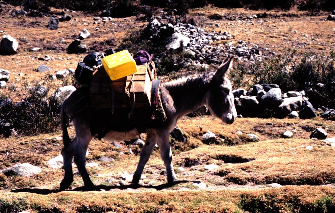 donkey