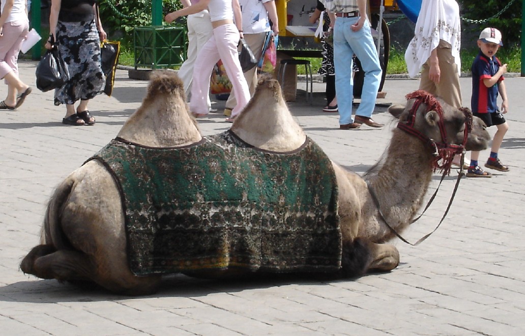 camel